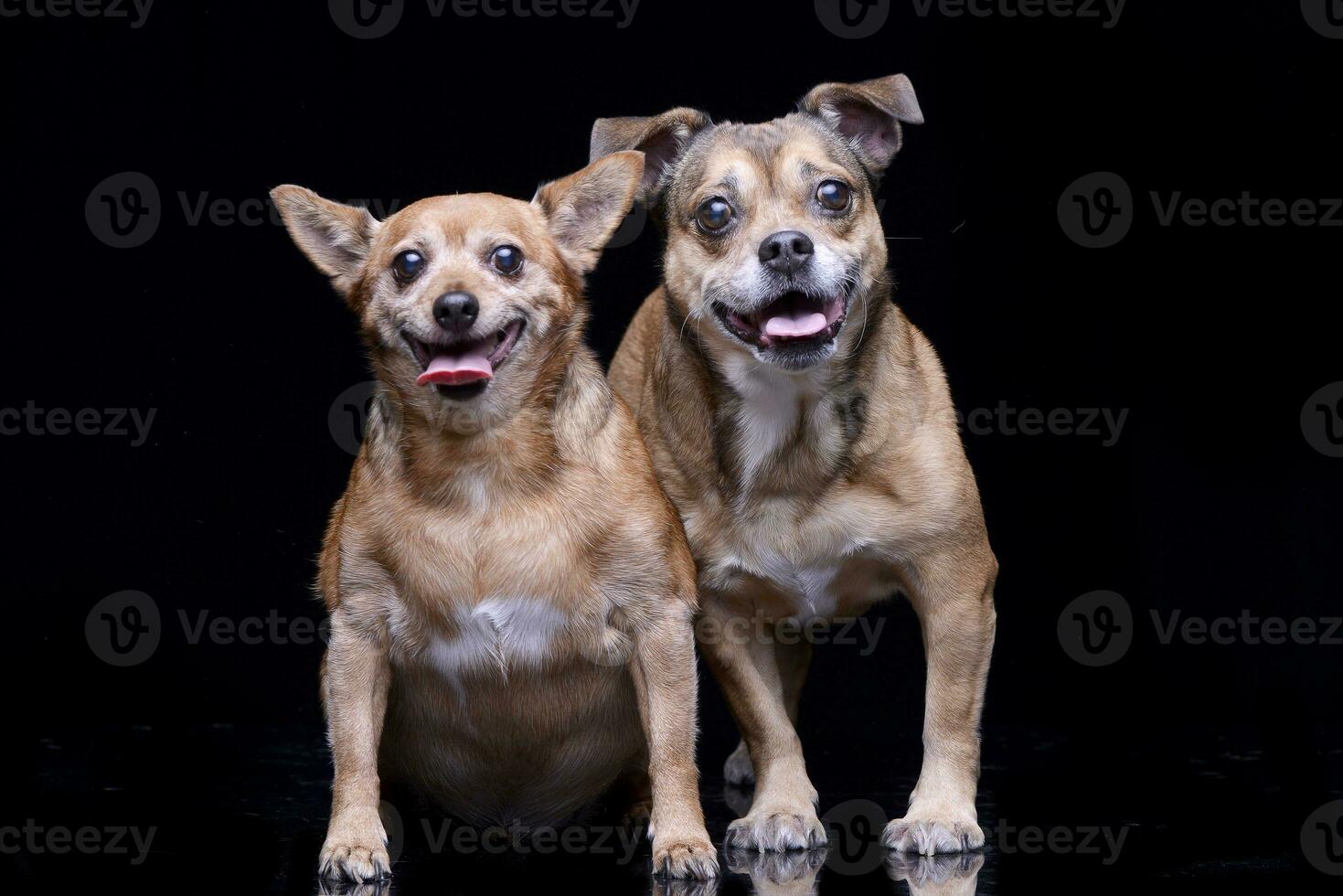 Studio shot of two adorable mixed breed dog photo