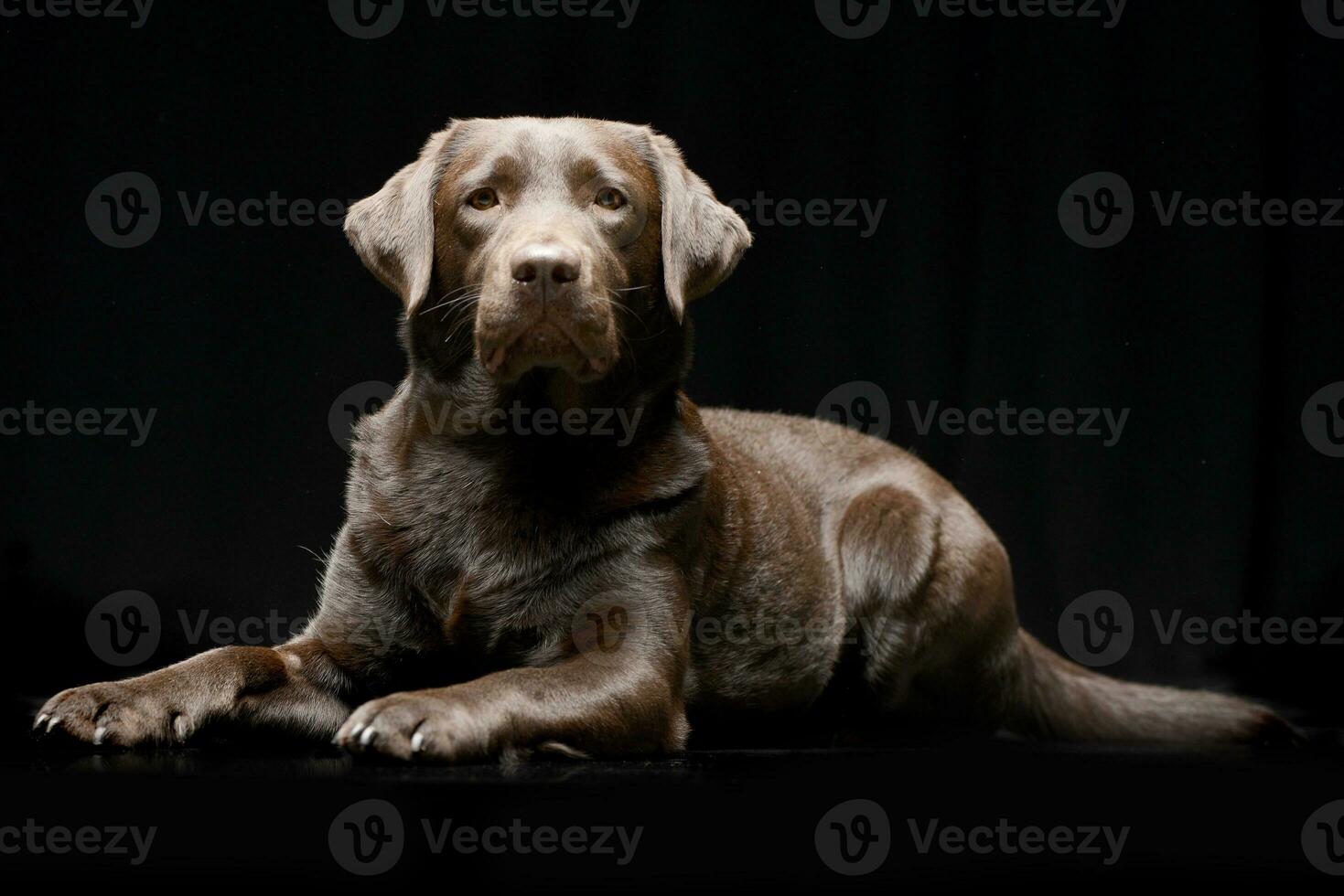 Studio shot of an adorable Labrador retriever photo