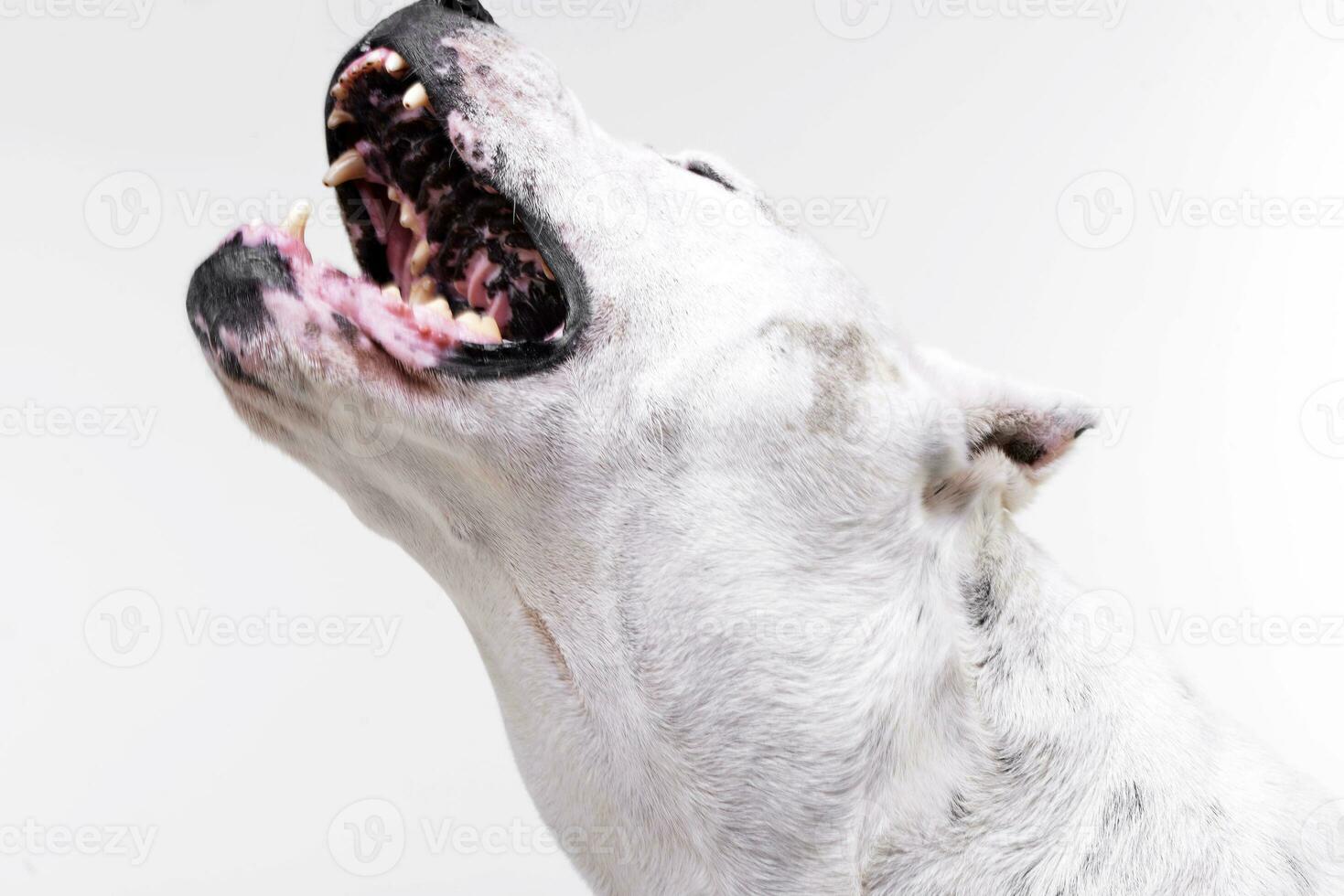 Portrait of a fearful Dogo Argentino photo