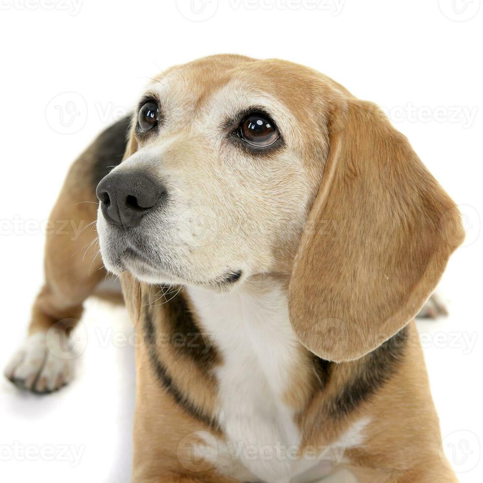 Studio shot of an adorable Beagle photo