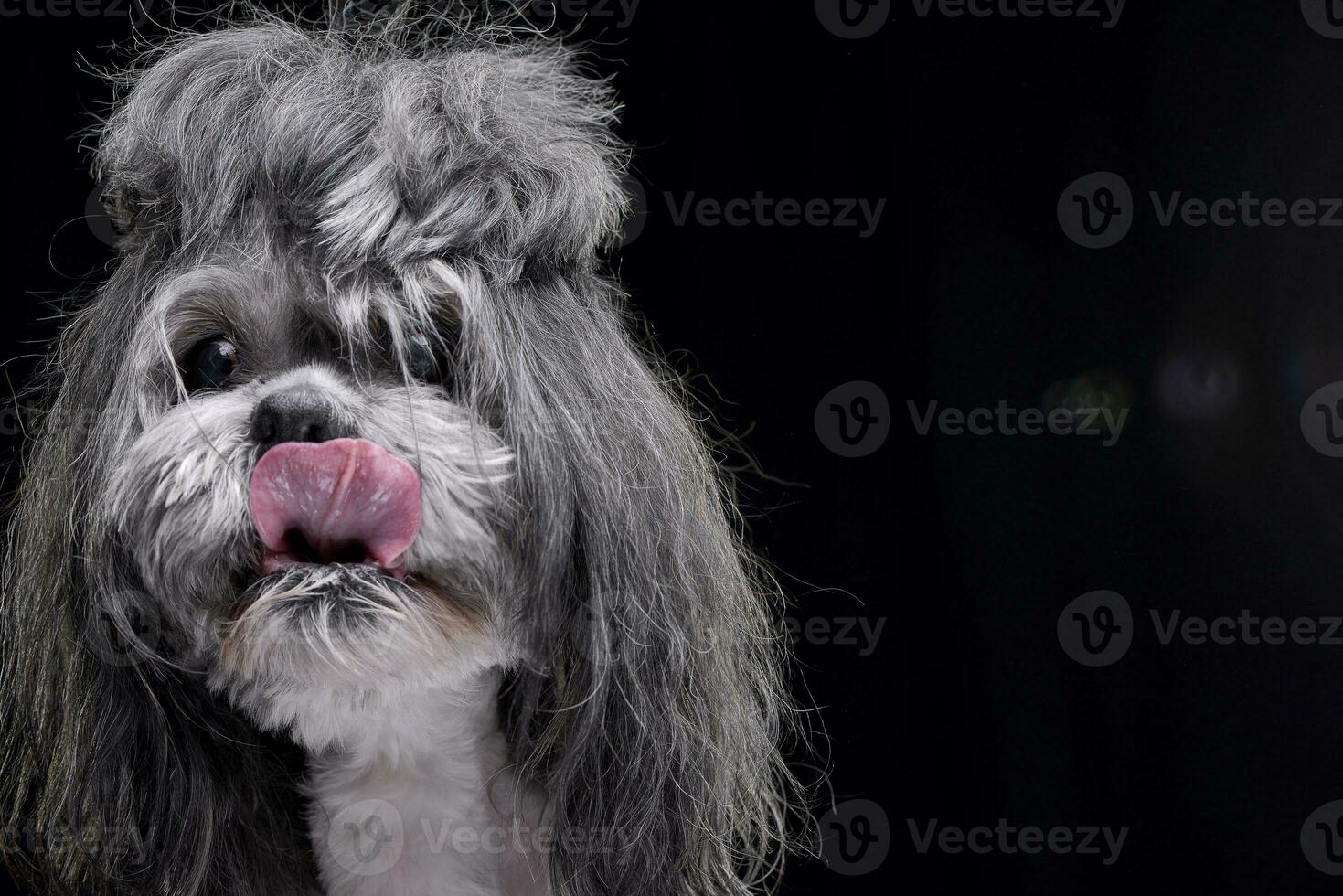 retrato de un adorable shih-tzu perro foto