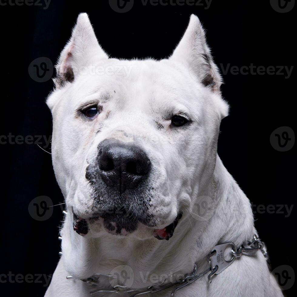 Portrait of an adorable Dogo Argentino photo