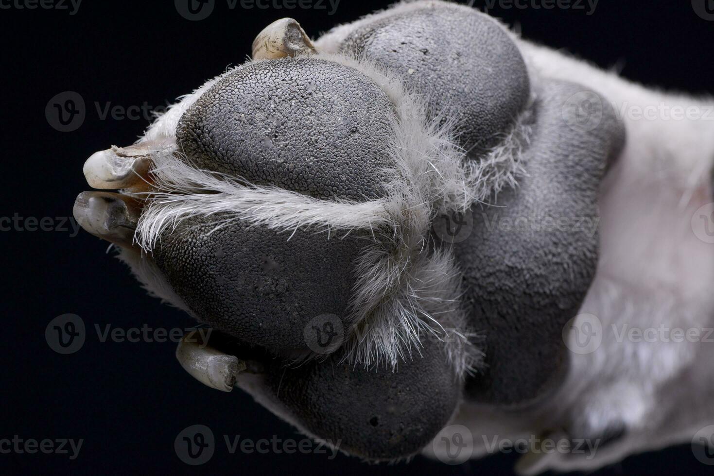 Close shot of a Dogo Argentino's paw photo