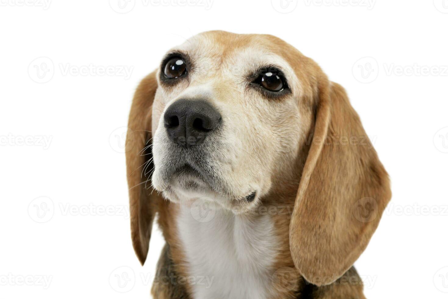 Portrait of an adorable Beagle photo