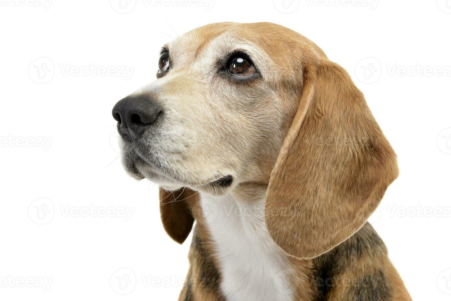 Portrait of an adorable Beagle photo