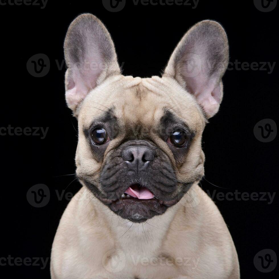 Portrait of an adorable French bulldog photo