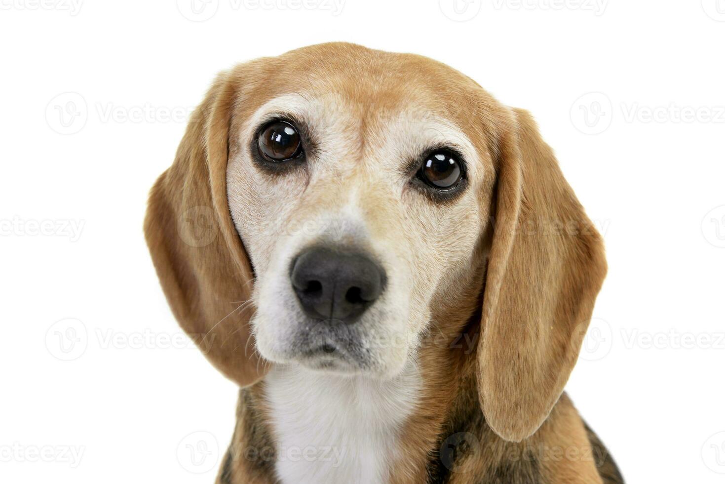 Portrait of an adorable Beagle photo