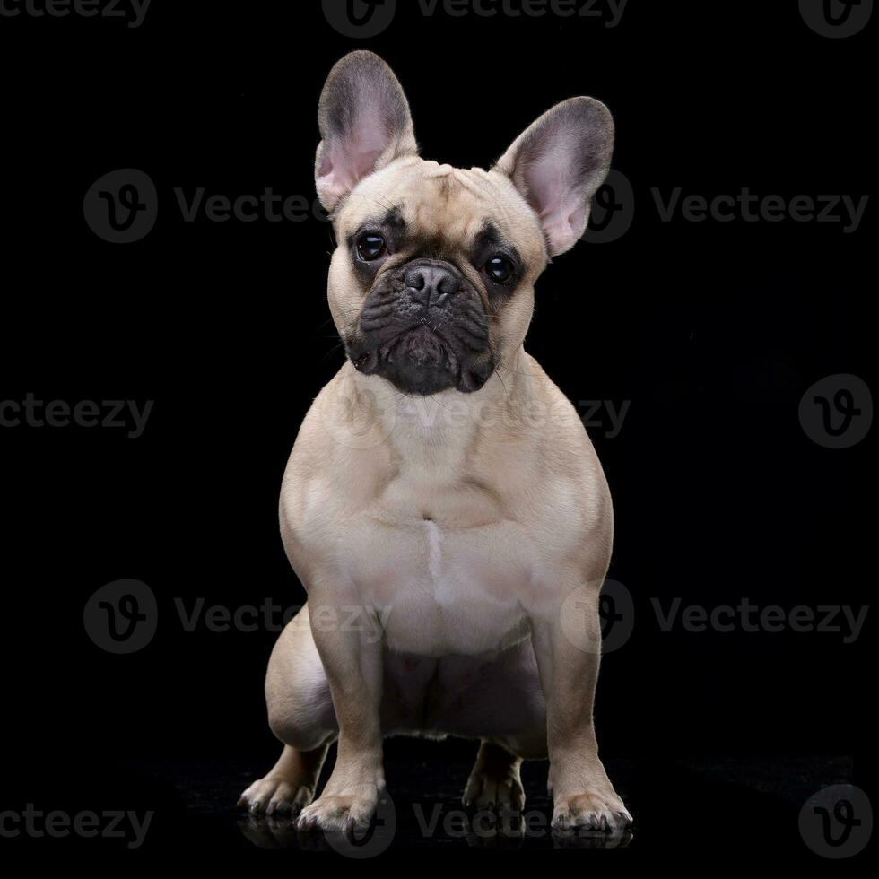 Studio shot of an adorable French bulldog photo