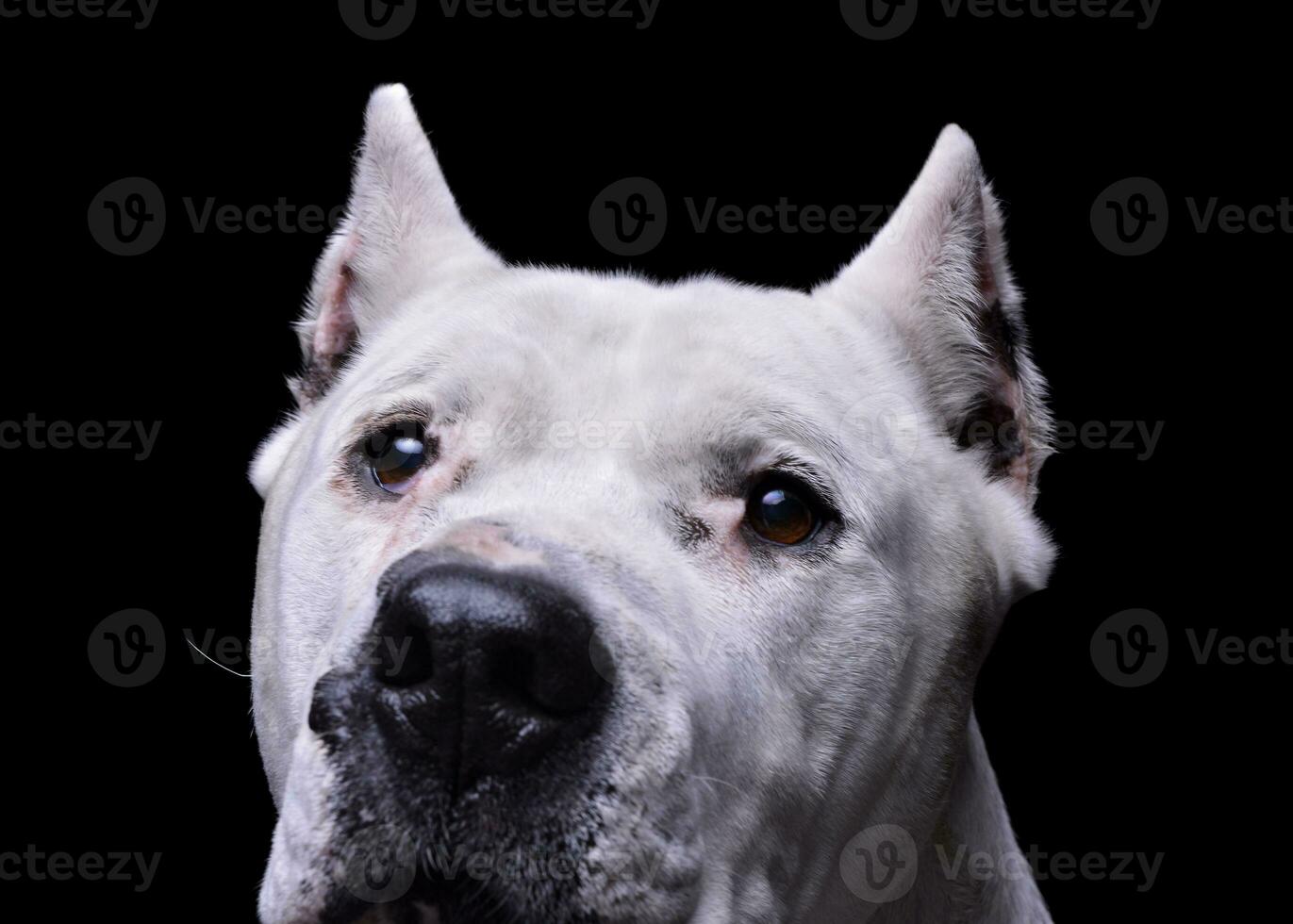 Portrait of an adorable Dogo Argentino looking curiously at the camera photo