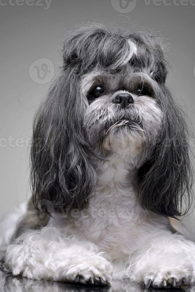 estudio Disparo de un adorable shih-tzu perro foto