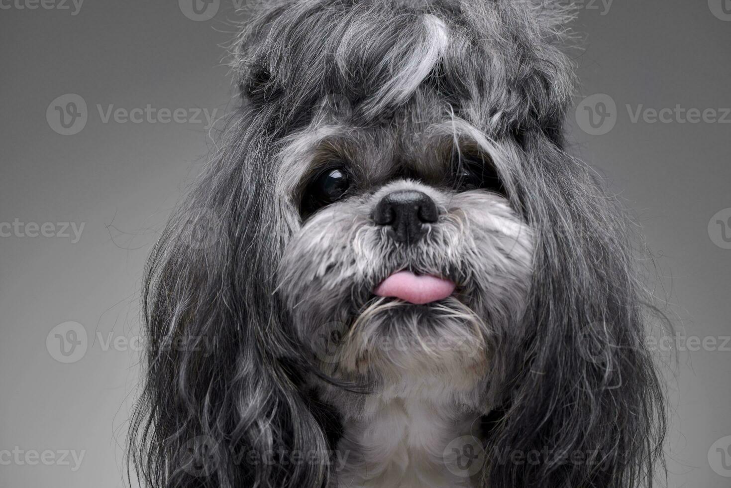 retrato de un adorable shih-tzu perro foto