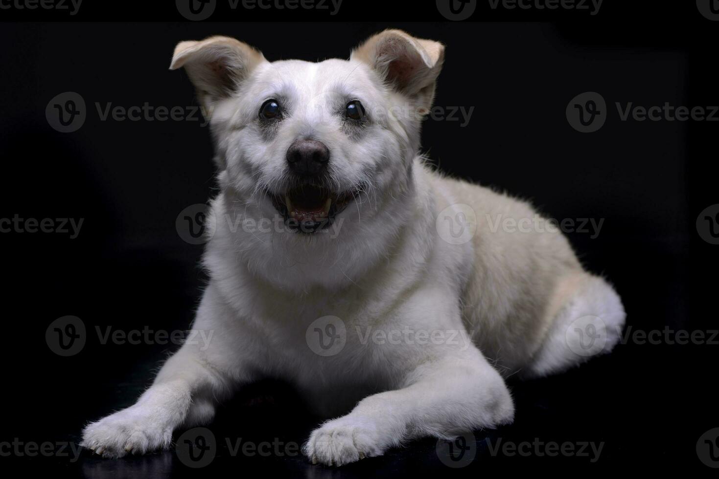 Studio shot of an adorable mixed breed dog photo