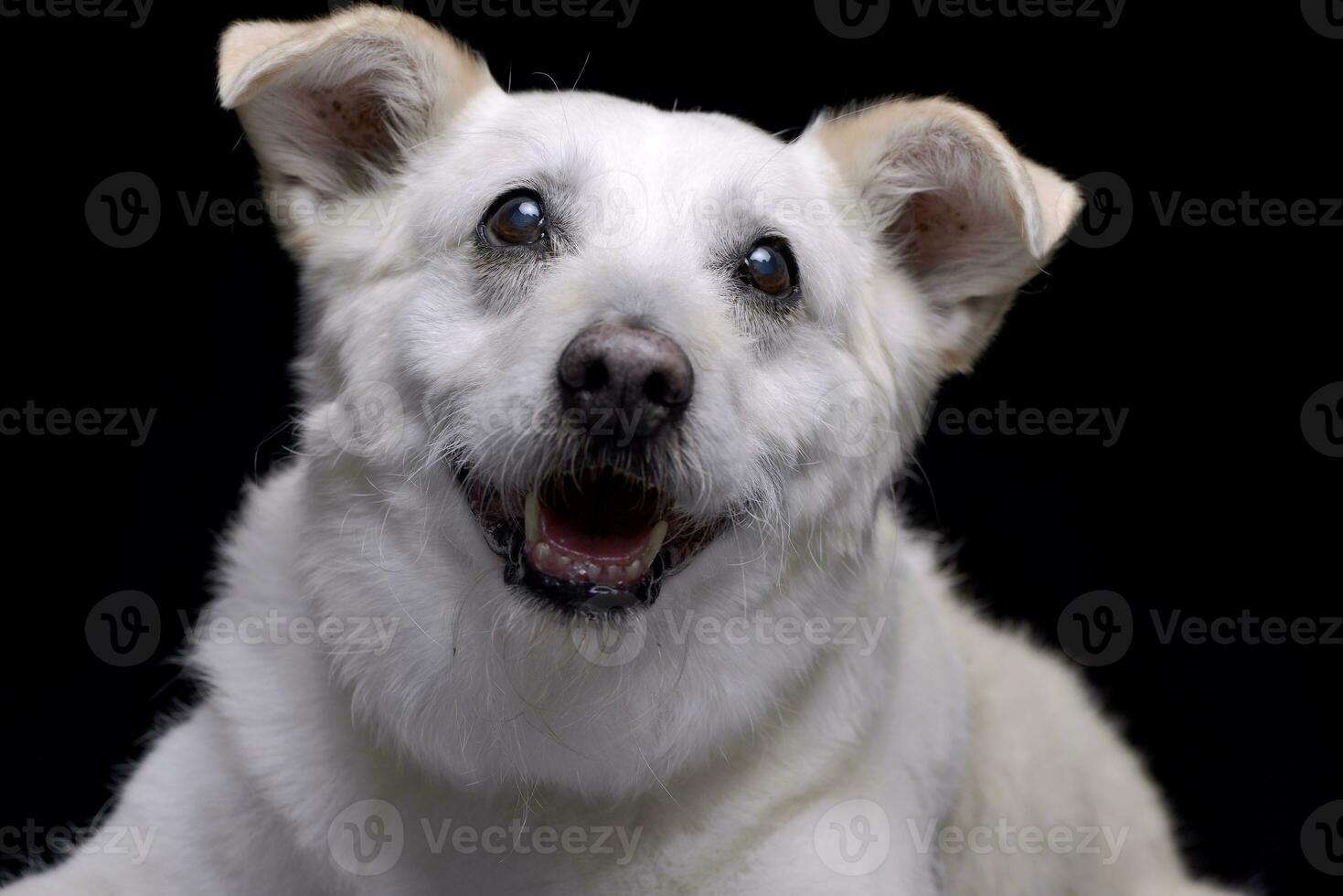 Portrait of an adorable mixed breed dog photo