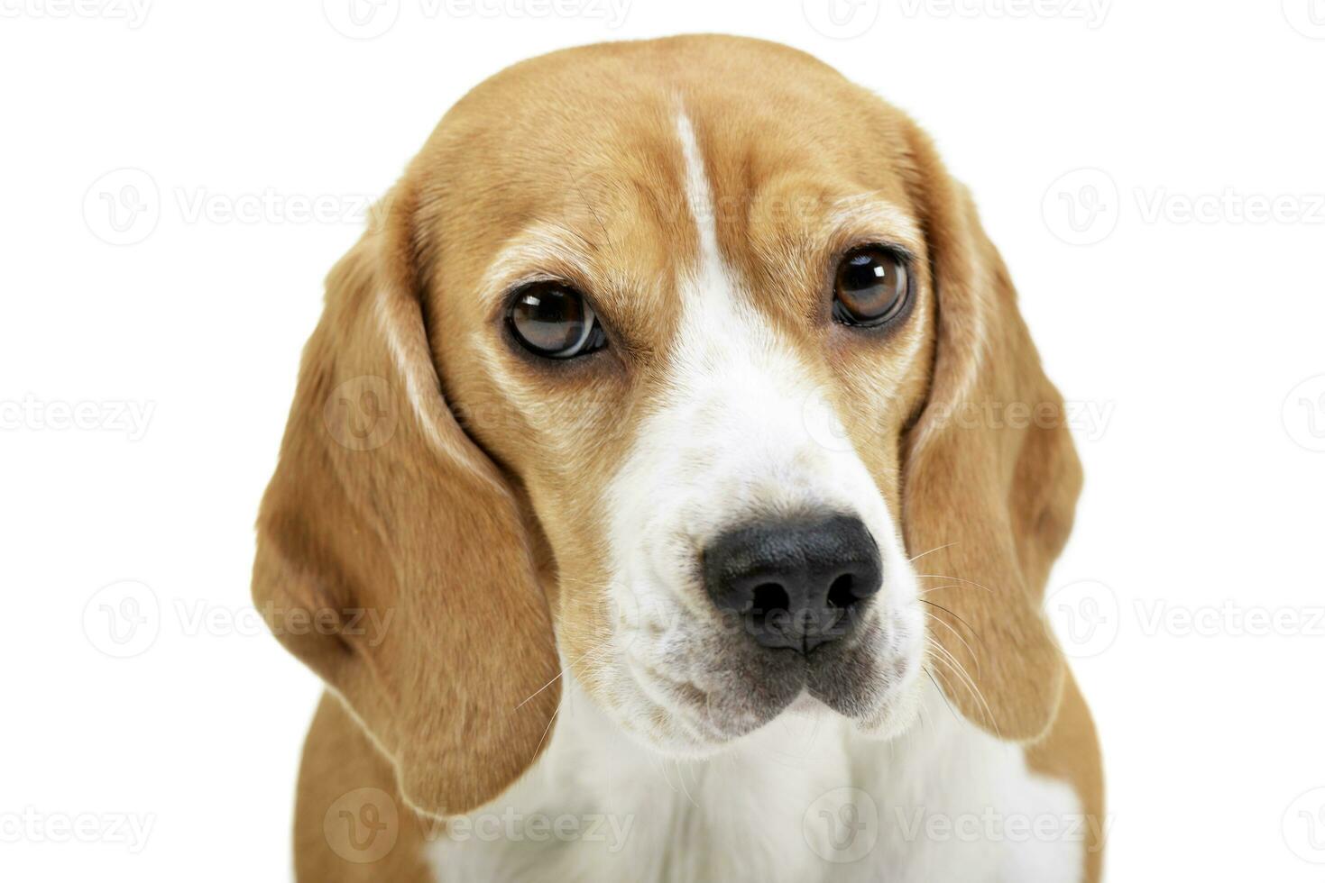 Portrait of an adorable Beagle photo