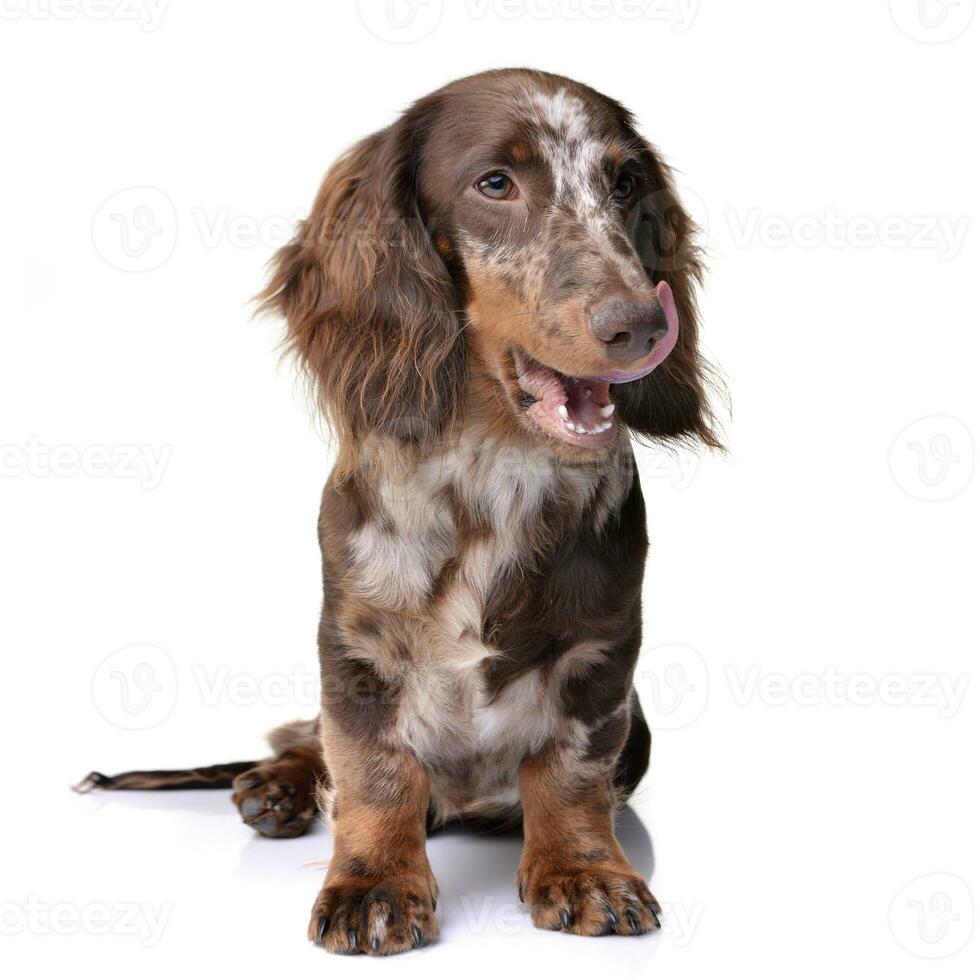 Studio shot of a cute Dachshund puppy photo