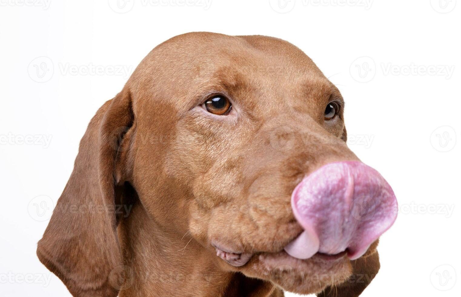 Portrait of an adorable magyar vizsla licking her lips photo