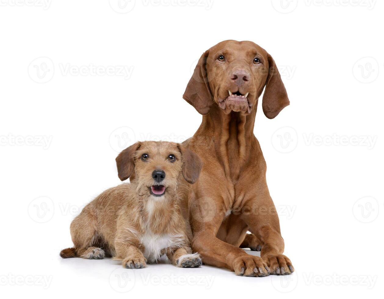 estudio Disparo de un adorable magiar vizsla y un cableado peludo perro tejonero mezcla perro foto