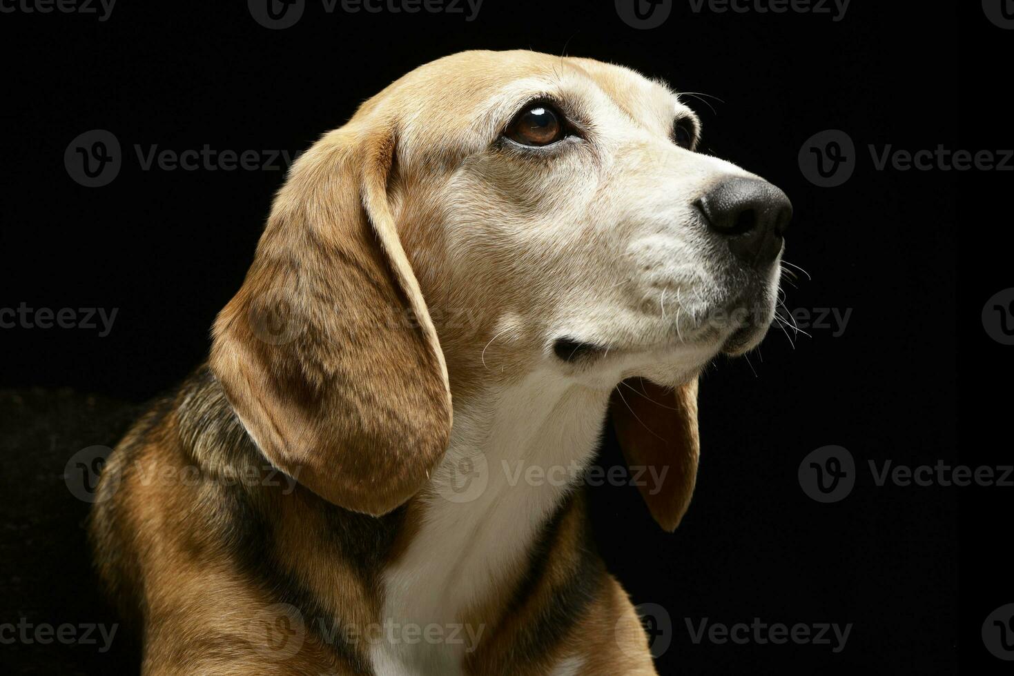 Portrait of an adorable Beagle photo