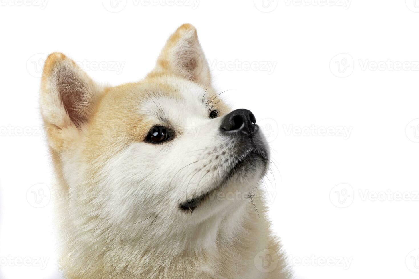 retrato de un adorable akita inu foto