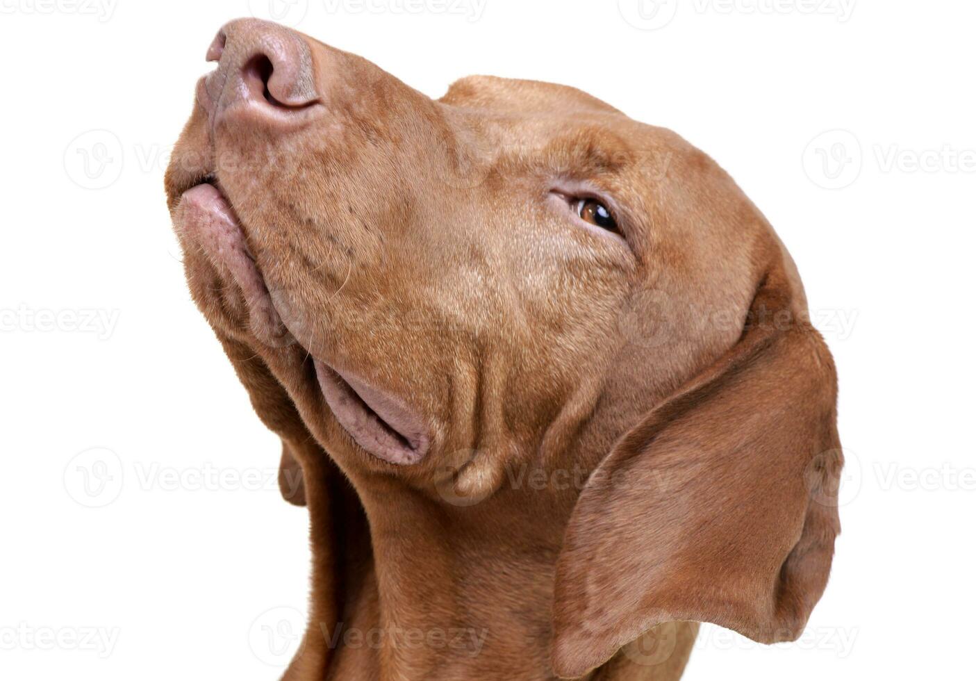 Portrait of an adorable magyar vizsla looking satisfied photo