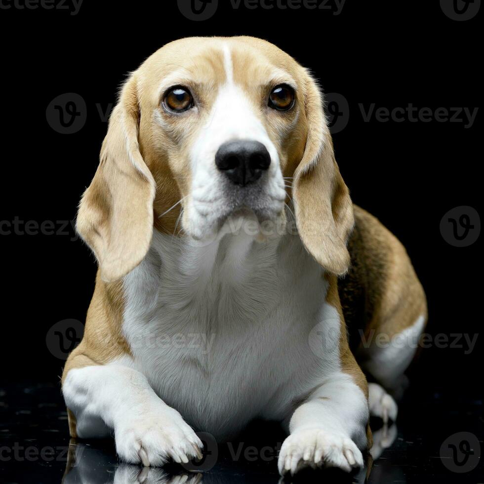 Studio shot of an adorable Beagle photo