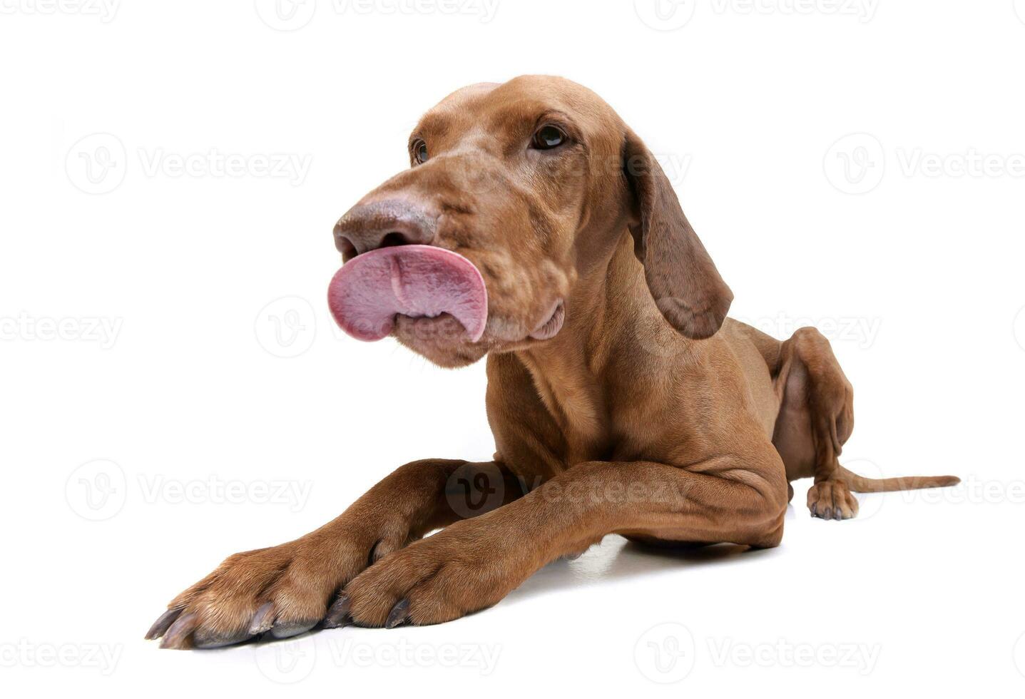 Studio shot of an adorable magyar vizsla licking her lips photo