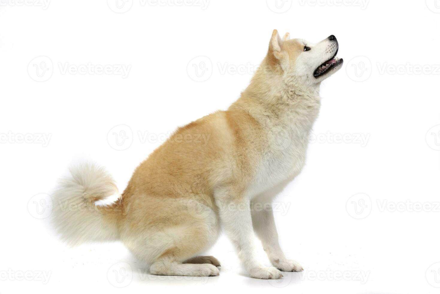 Studio shot of an adorable Akita inu photo