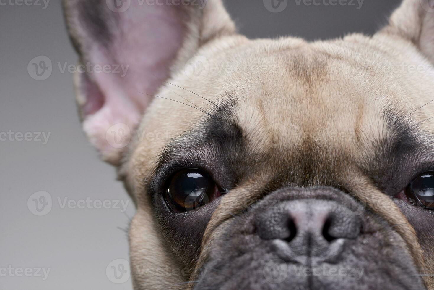 Close portrait of an adorable French bulldog photo