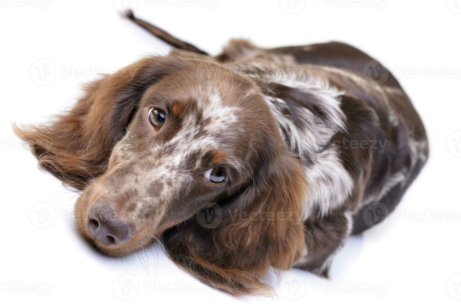 Studio shot of a cute Dachshund puppy photo