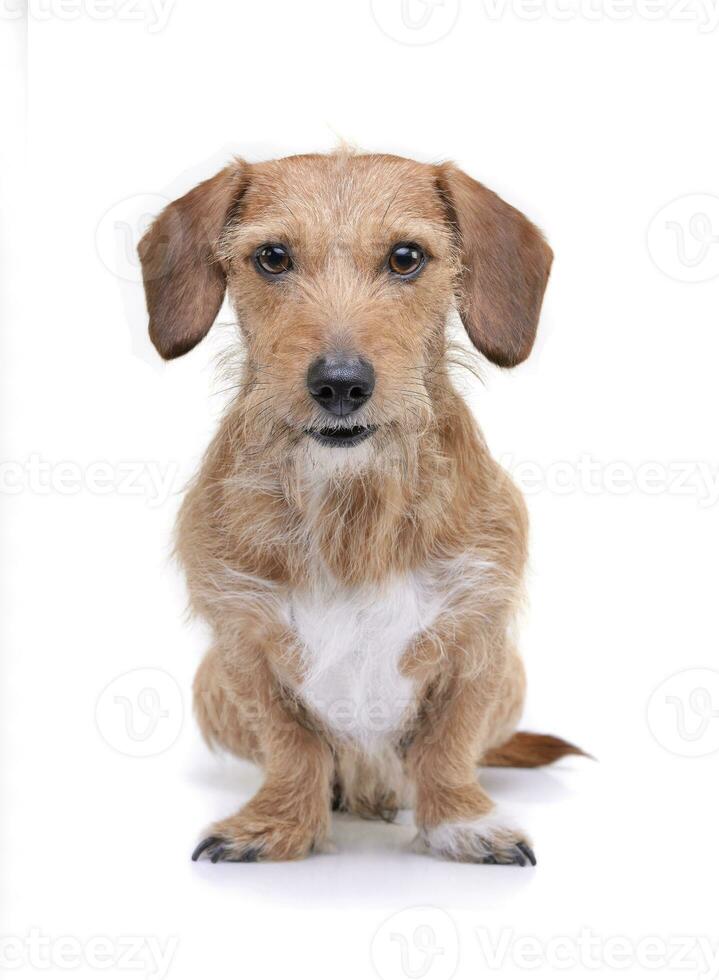 un adorable cable peludo perro tejonero mezcla perro sentado en blanco antecedentes foto