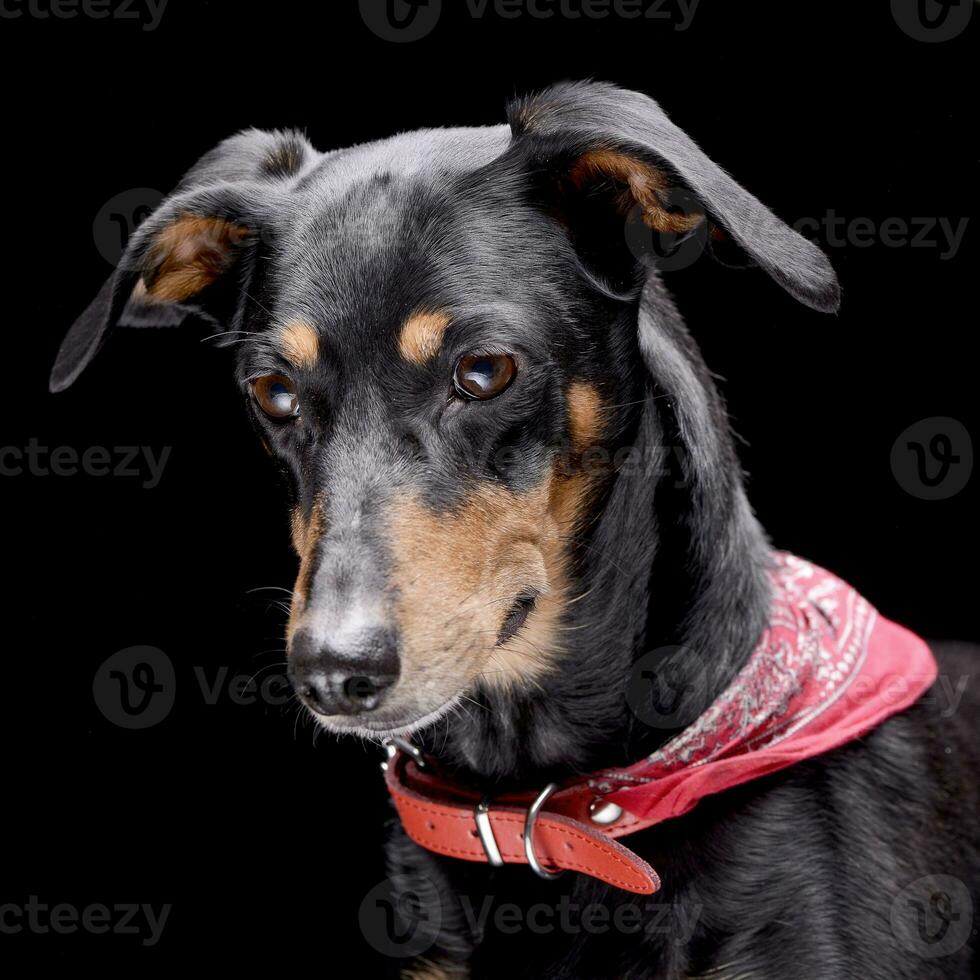 Portrait of an adorable Dachshund photo