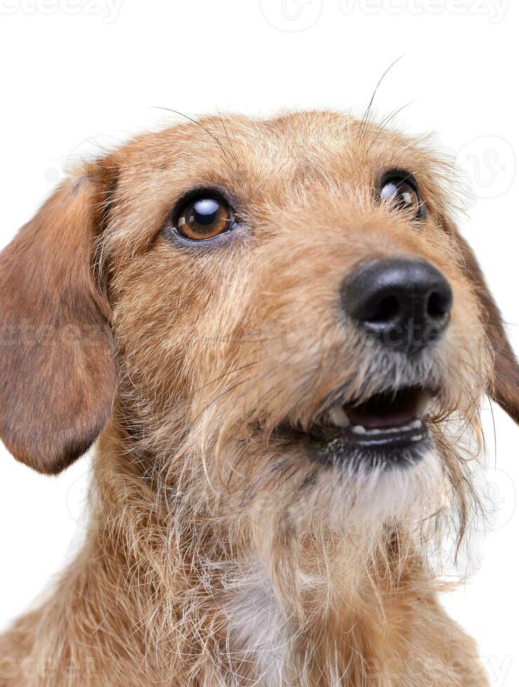 Portrait of an adorable wire haired dachshund mix dog looking up curiously photo
