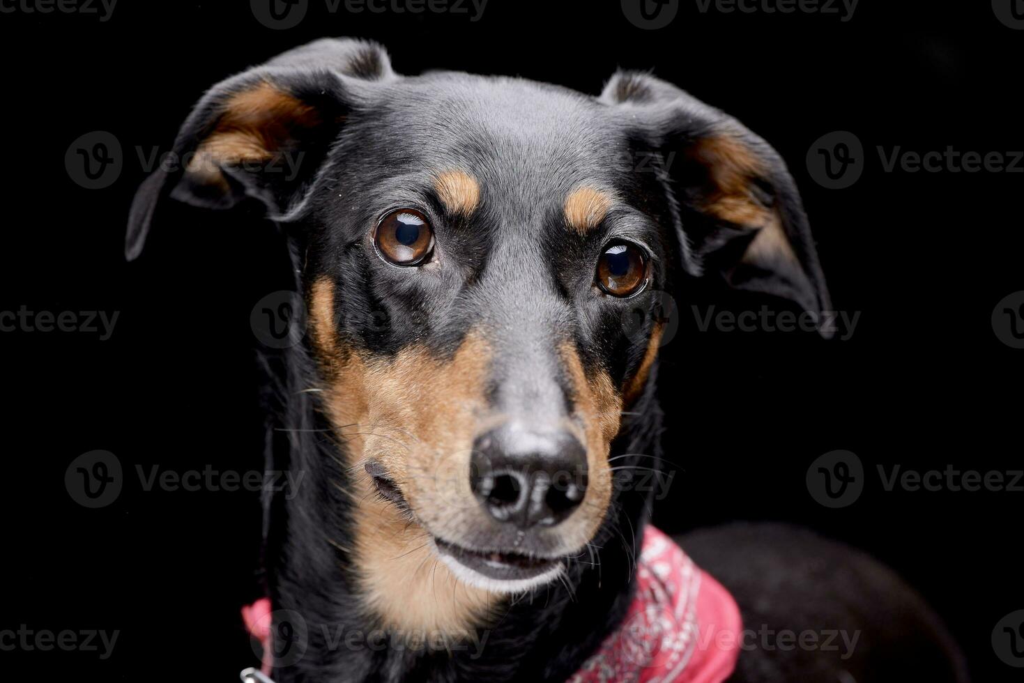 Portrait of an adorable Dachshund photo