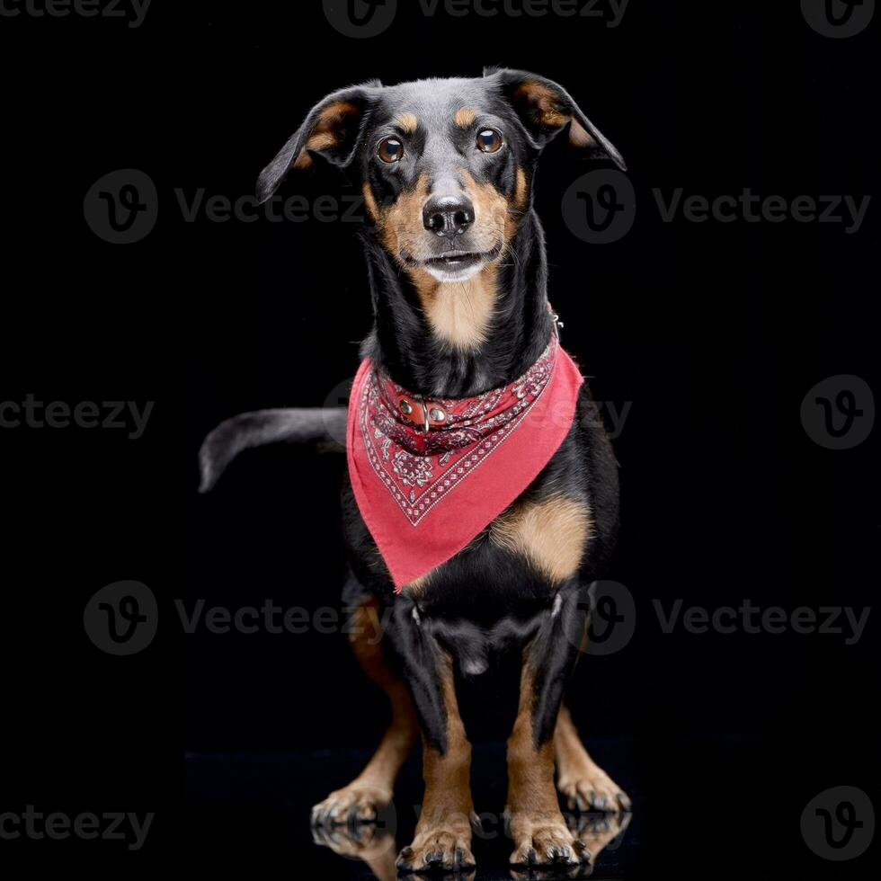 Studio shot of an adorable Dachshund photo