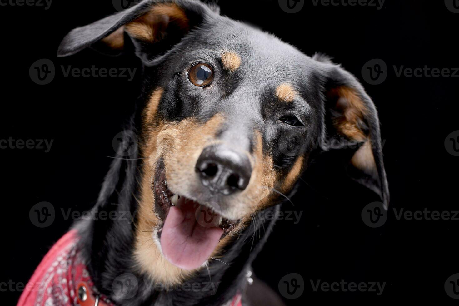 retrato de un adorable perro tejonero foto