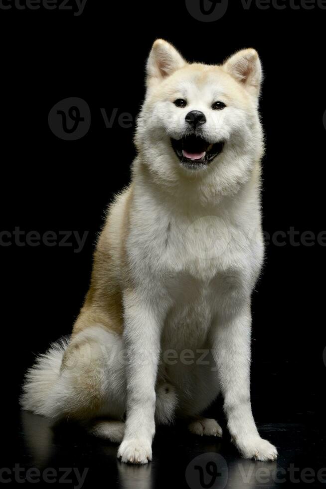 Studio shot of an adorable Akita inu photo