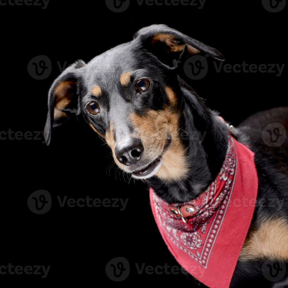 Portrait of an adorable Dachshund photo