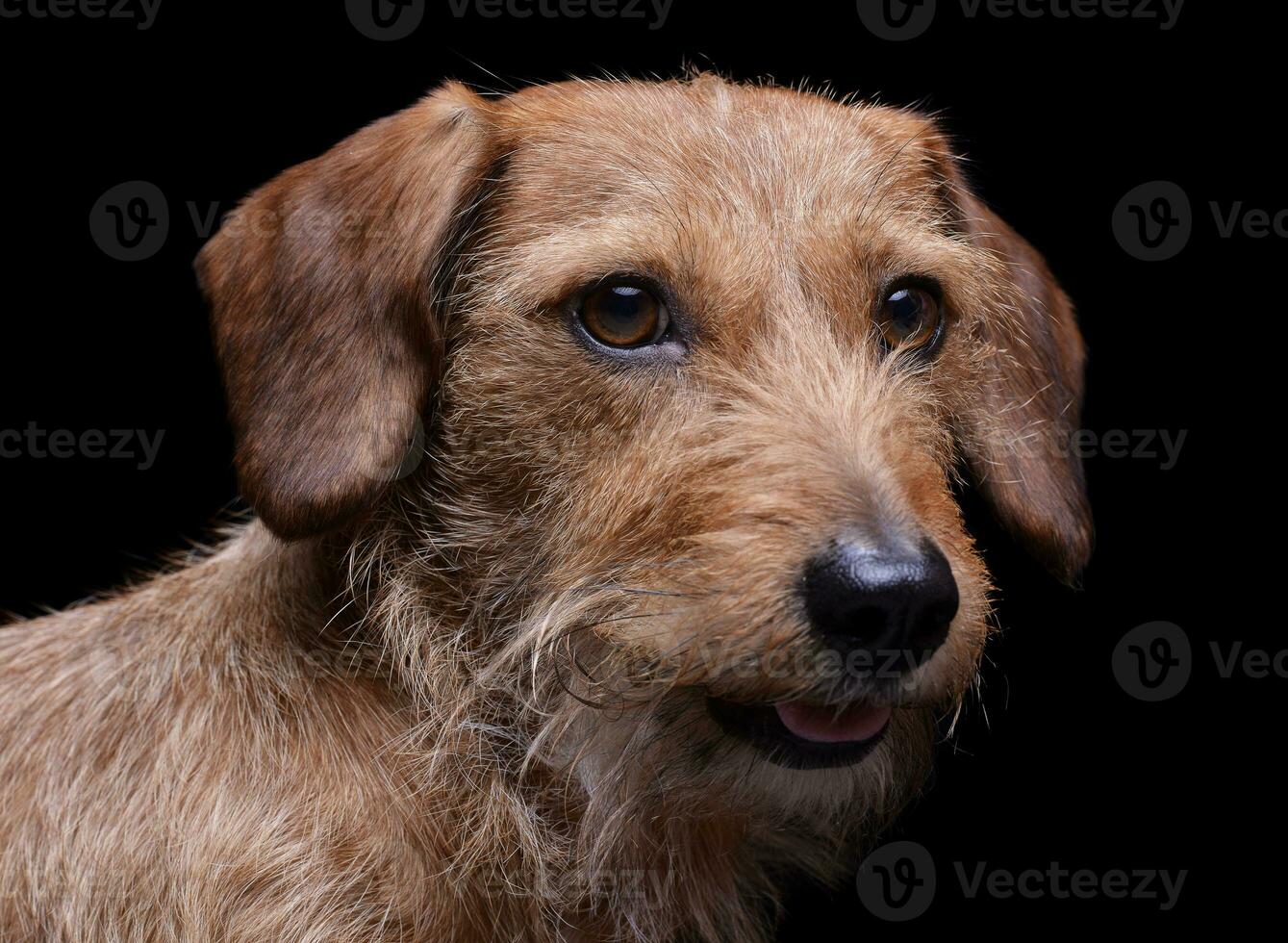 Portrait of an adorable wire haired dachshund mix dog looking curiously photo