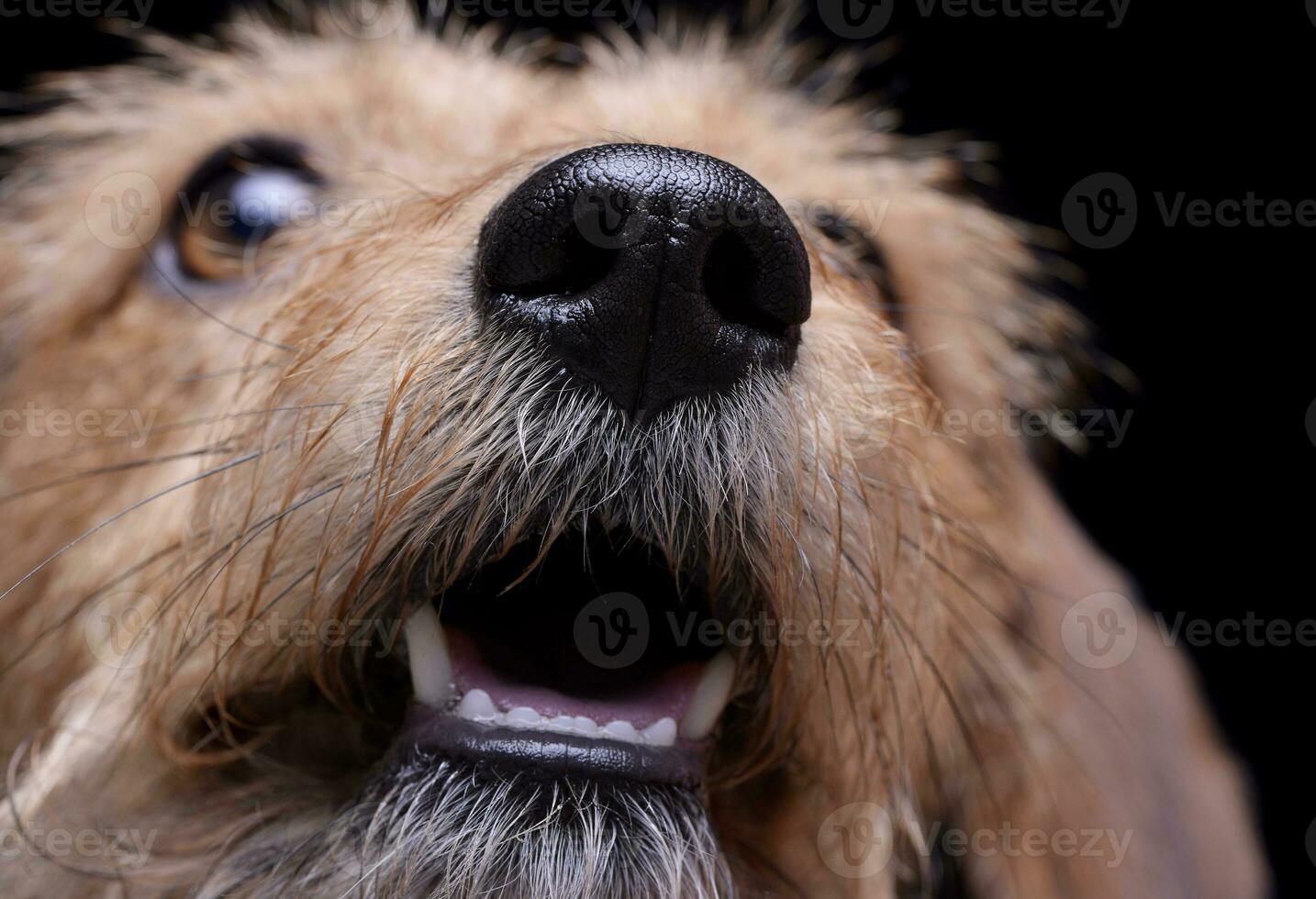 Portrait of an adorable wire haired dachshund mix dog looking up curiously photo