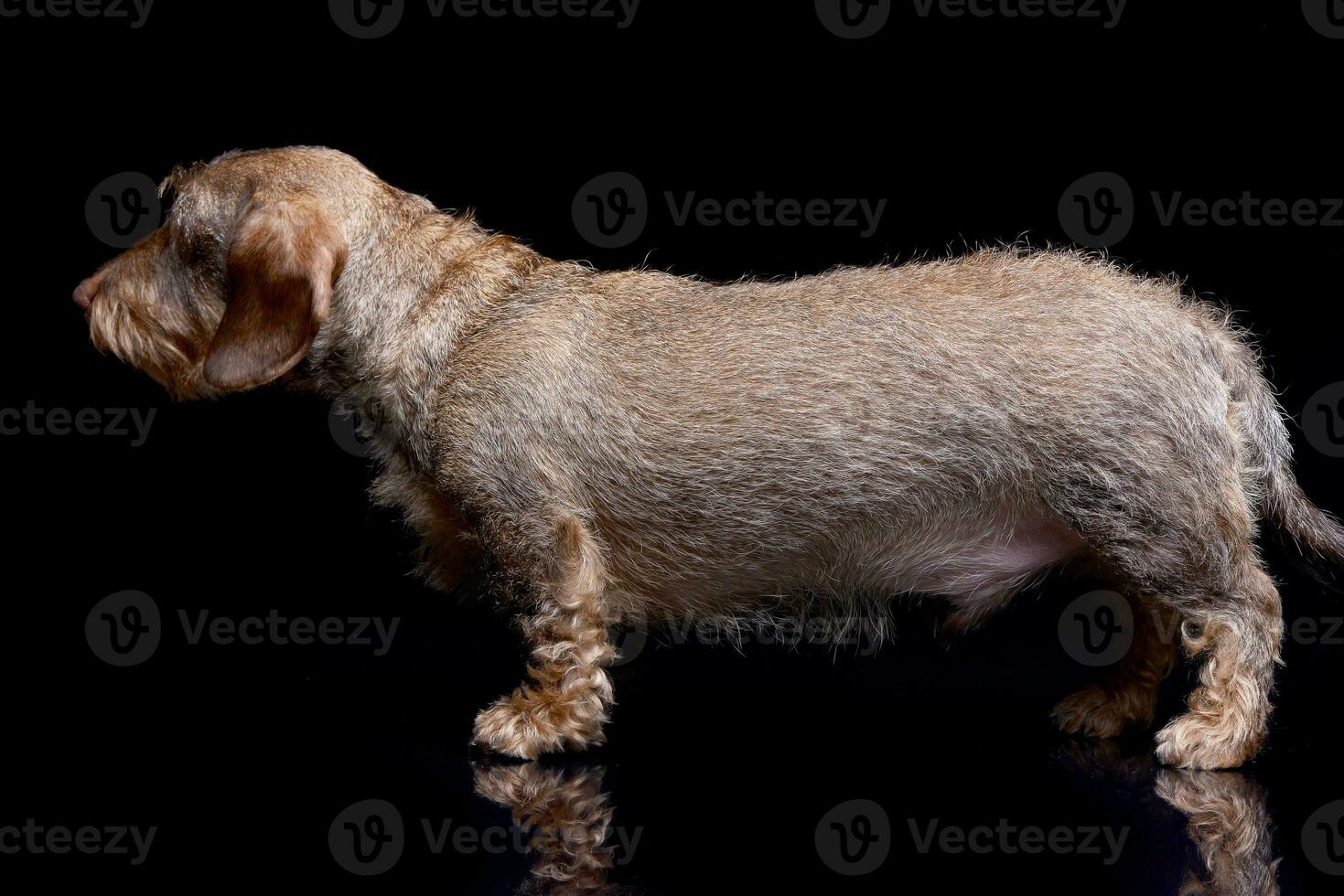 Studio shot of an adorable wire haired Dachshund photo