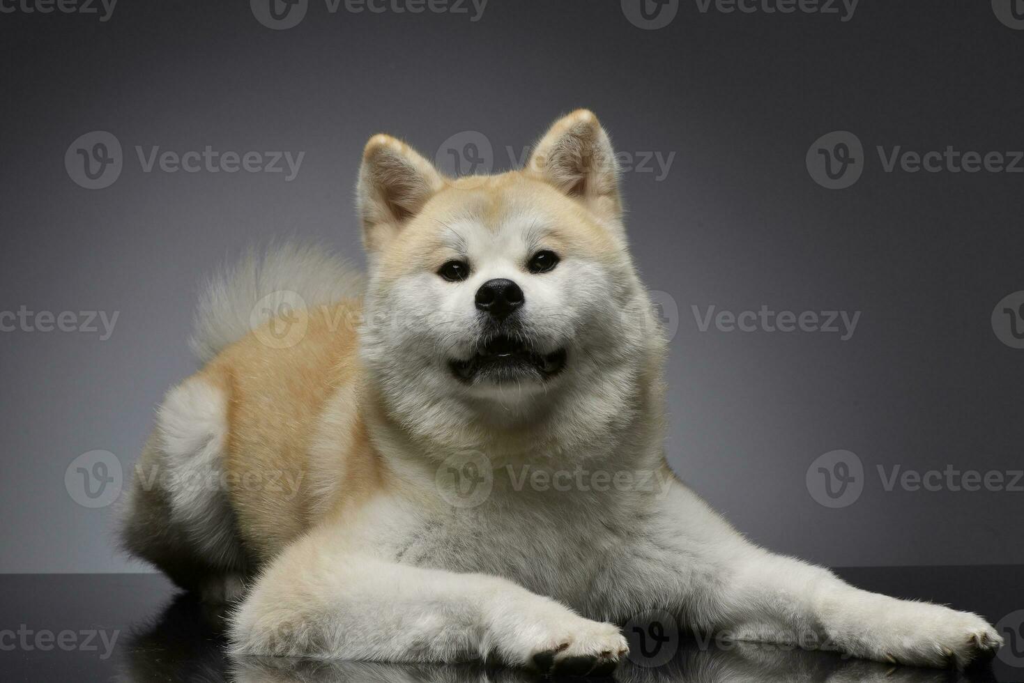 Studio shot of an adorable Akita inu photo