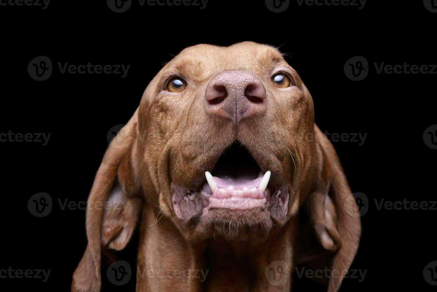 Portrait of an adorable magyar vizsla looking curiously at the camera photo