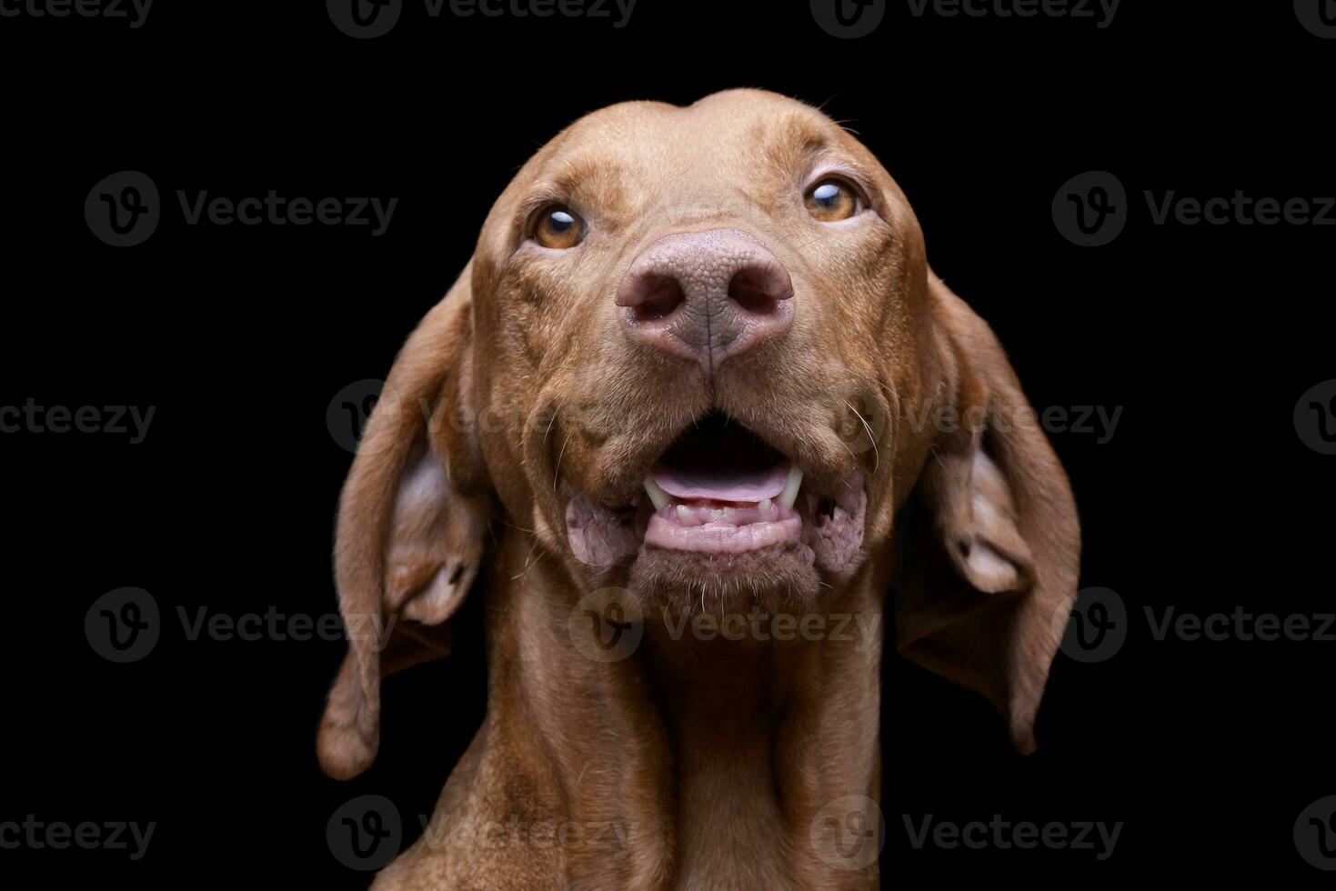 Portrait of an adorable magyar vizsla looking curiously at the camera photo