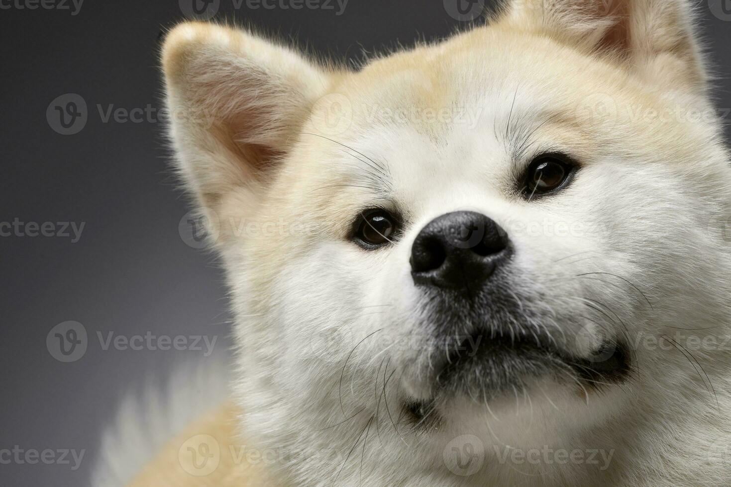 Portrait of an adorable Akita inu photo