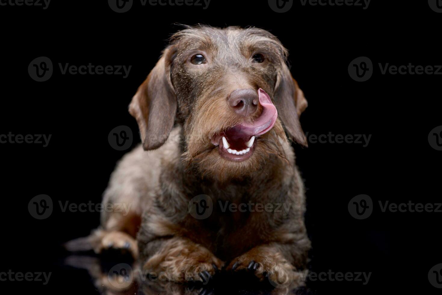 Studio shot of an adorable wire haired Dachshund photo