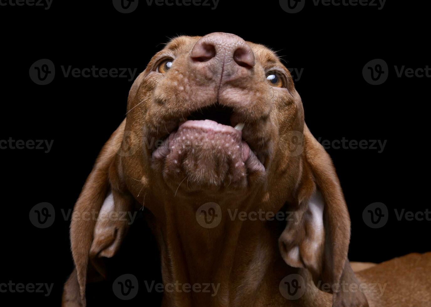 Portrait of an adorable magyar vizsla looking curiously at the camera photo