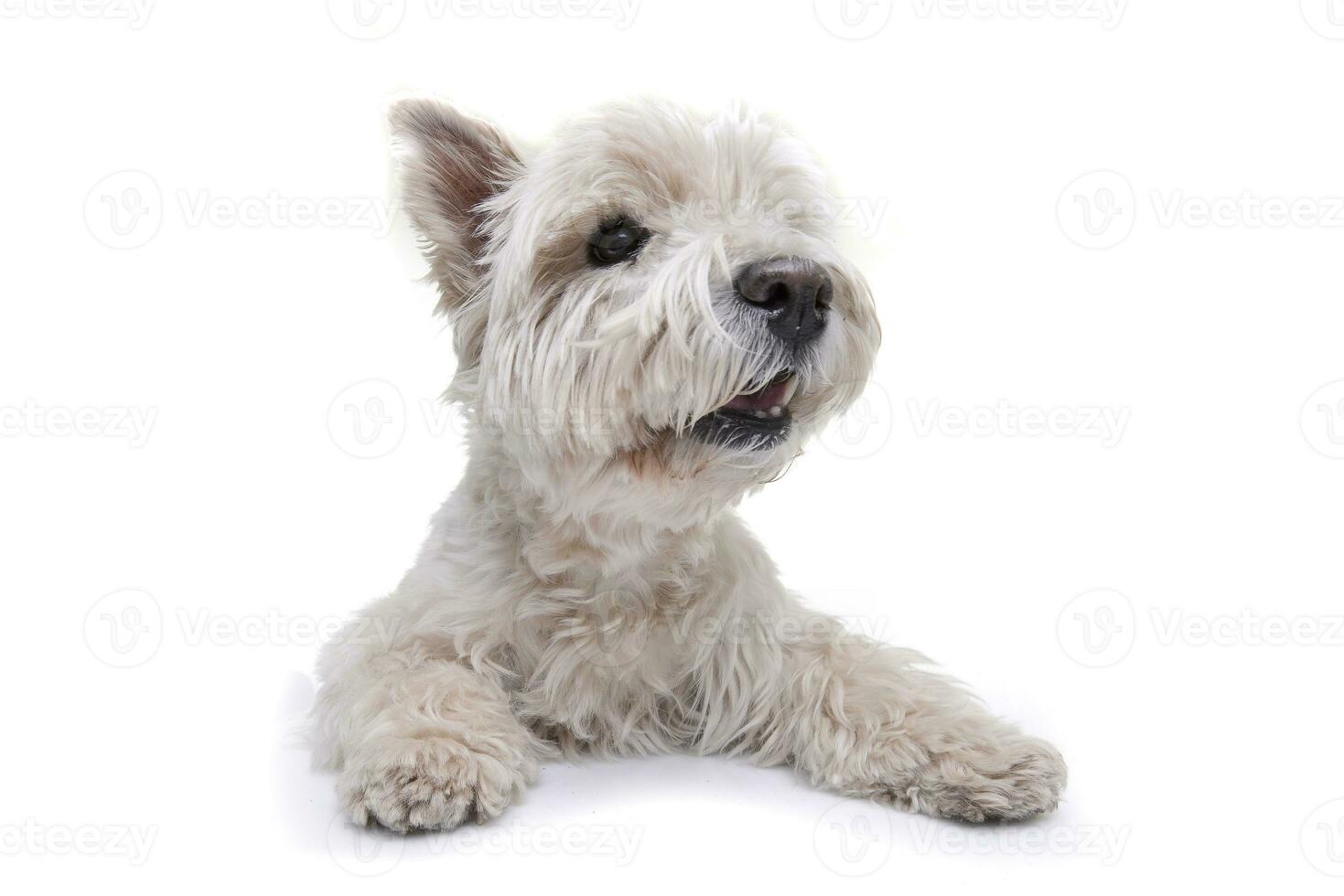 estudio Disparo de un adorable Oeste tierras altas blanco terrier foto