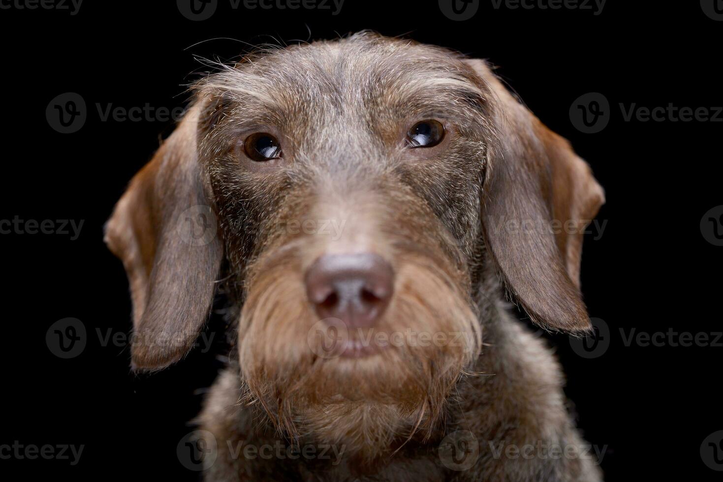 retrato de un adorable cable peludo perro tejonero foto