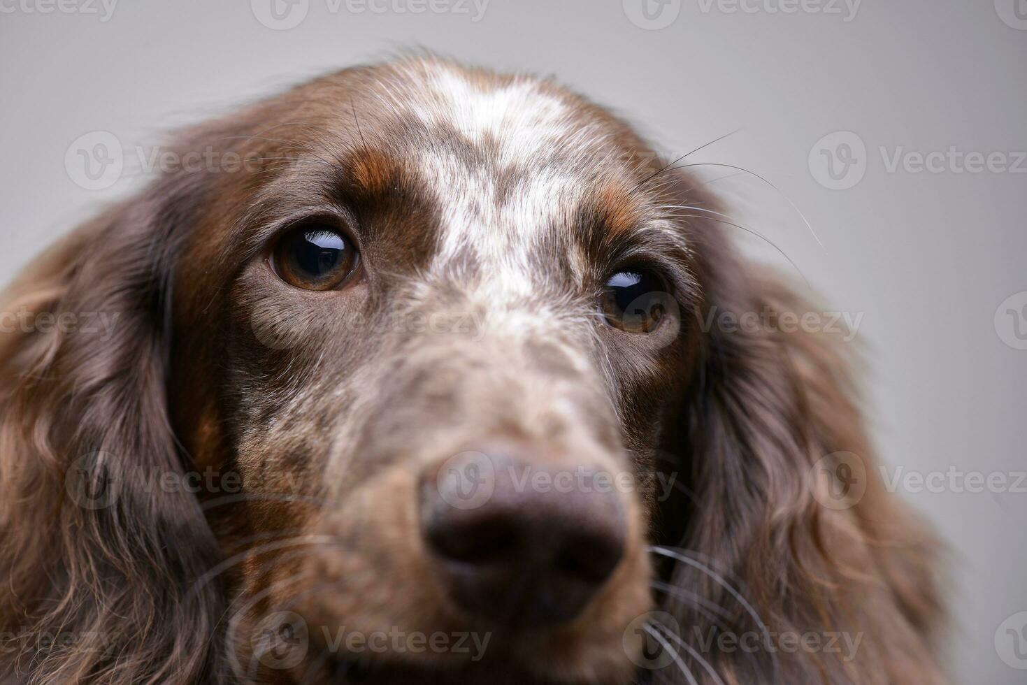 Portrait of a cute Dachshund puppy photo