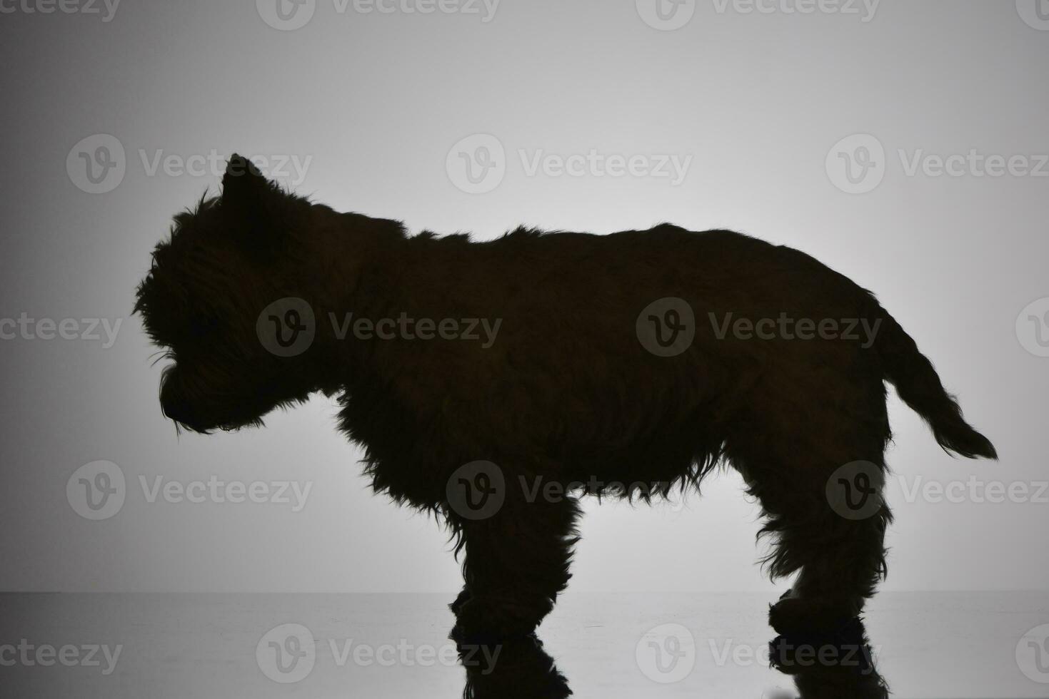 silueta de un adorable Oeste tierras altas blanco terrier foto